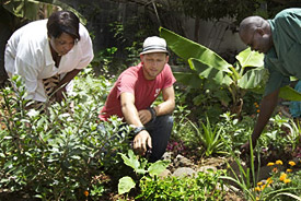 Farming in Senegal