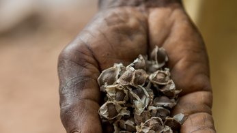 Hand Holding Seeds in Ghana