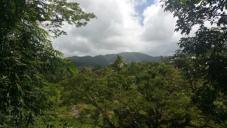 A photo of a small mountain centered surrounded by forest.