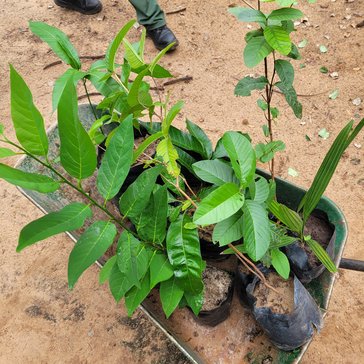 Plants for the garden Jacob supports in Namibia.