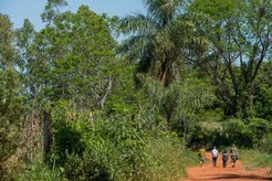 Four people walk down a dirt road, surround by trees.