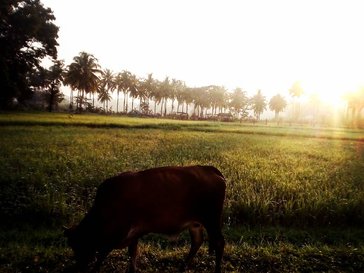 Cow standing on grass