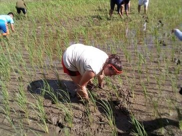 Volunteer rice planting