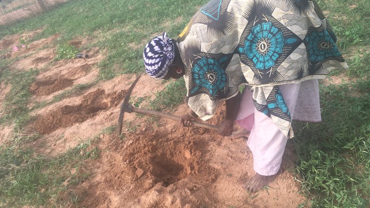 Outplanting Digging
