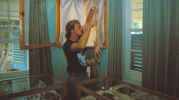 Pat Cotter hanging a preserved lobster in museum