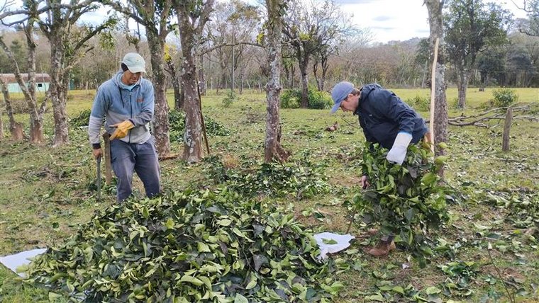 Harvesting orange leaves for the production of essential oils.