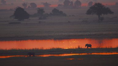 Elephants at sunset on the Okavango Delta