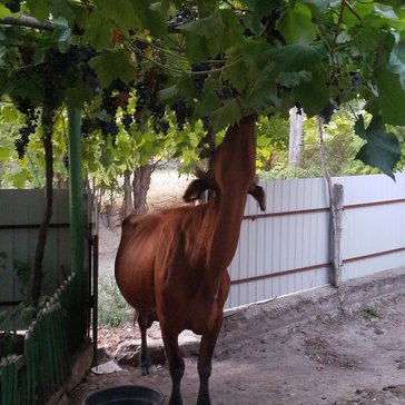 Moldovan cow eats "candies"