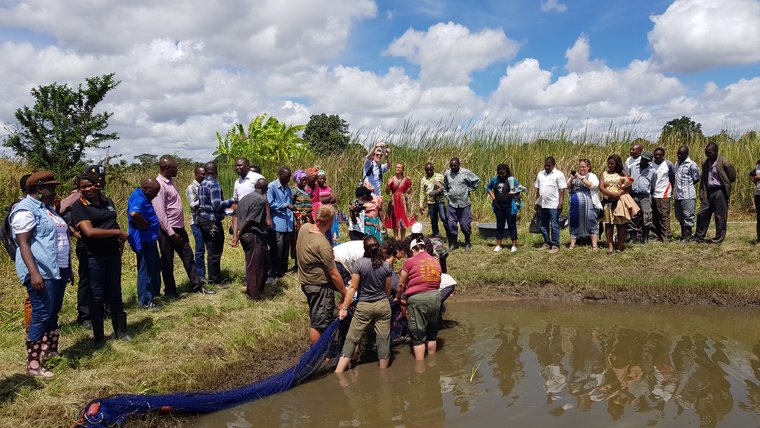 fish farming harvest