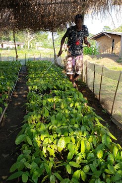 A community member waters the emerging cocoa saplings