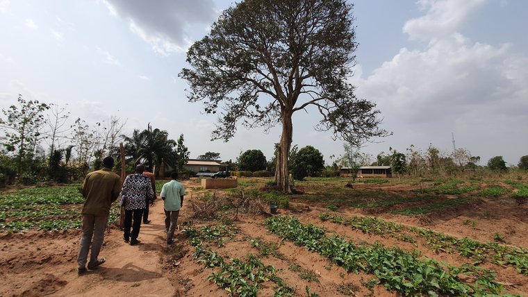 Fields under a tree in Benin