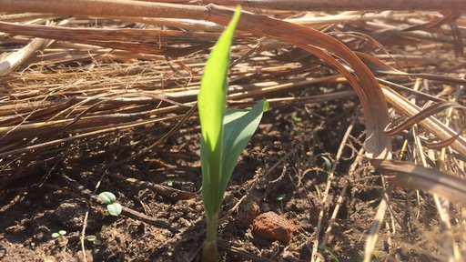 One lone, green sapling sprouts through a pile of brown mulch.