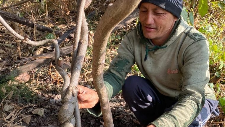 Community Member working on Kiwi tree management