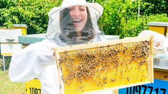 Volunteer working with bees
