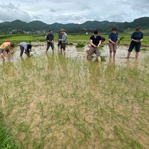 Volunteers in Nepal work in rice paddies