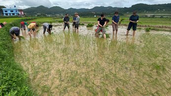 Volunteers in Nepal work in rice paddies