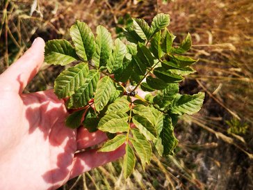 Young trees