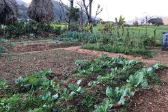 March 2020, more than 20 varieties of vegetables and fruits occupy the garden