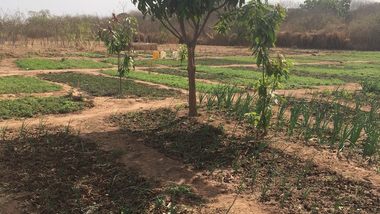 tree in garden