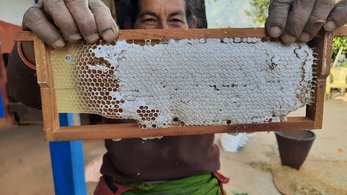 Beekeeping in Nepal