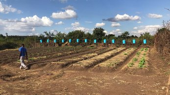 Drip Irrigation Project in Malawi