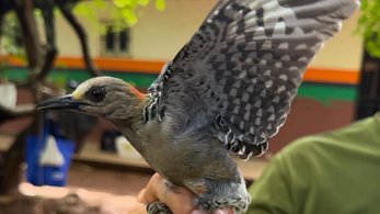 Peace Corps Response Bird Migration Project in Panama