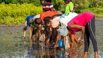 Volunteers and Community Members Plant Mangrove Seedlings in Senegal