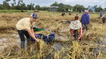 PCV Harvesting Rice in Cambodia