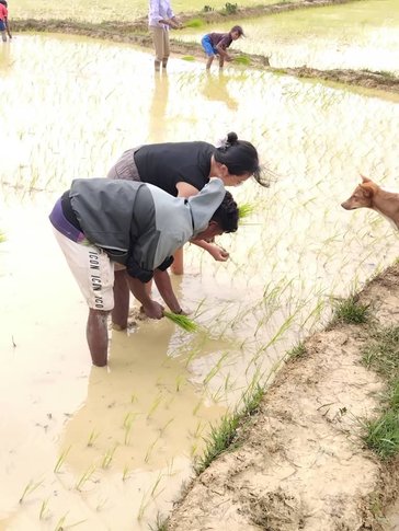 Dividing bunches of rice into smaller plants.