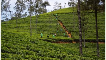 Farmers harvest a green field in Sri Lanka. The field is planted on a terraced hillside.