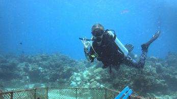 Protecting Giant Clams in the Philippines