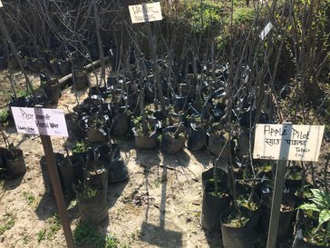 Three different crops with signs written in Devanagari script