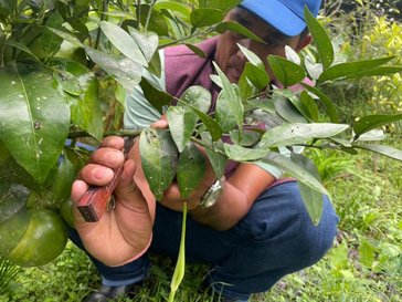 A Nepalese man prunes
