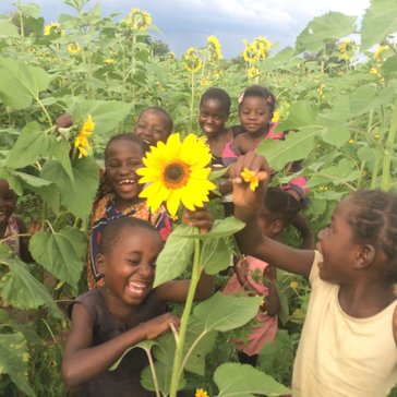 A normal daily stroll through the sunflower field