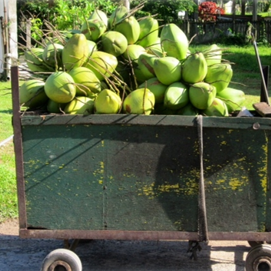 Coconuts