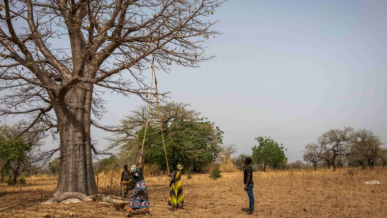 Aduna-Producers-Harvesting-Baobab2