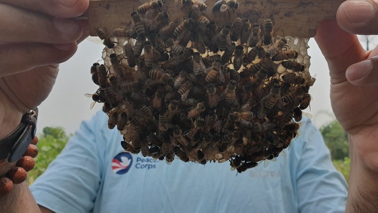 Beekeeping practice