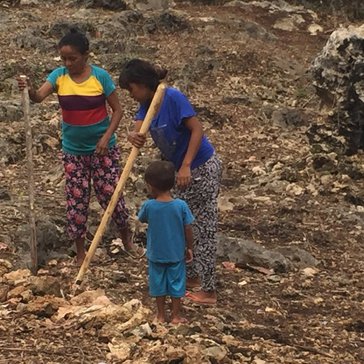 Two women use aisuaks (spears) to dig shallow holes anywhere there isn't a rock into which other women and girls will drop th
