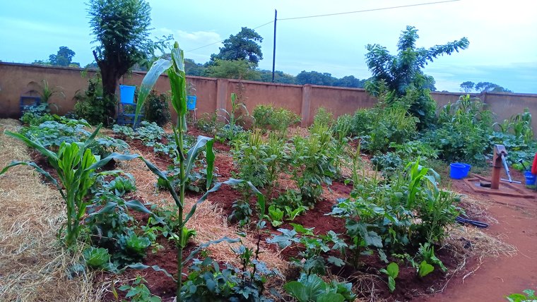 The health center nutrition garden that Anissa helped establish in Malawi.