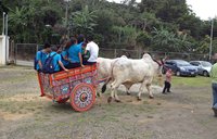 Celebrating rural tourism with a ride on the traditional Costa Rican oxcart.