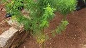Artemisia plant