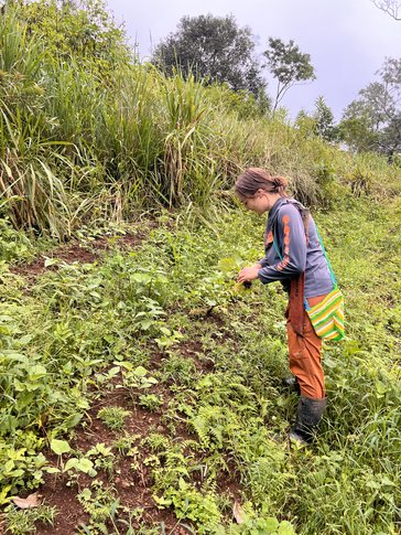 Bonnie Rachael harvests radishes in the field in Panama.