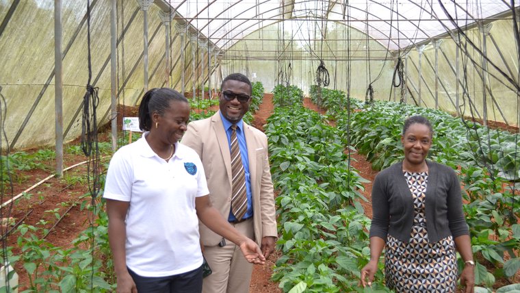 Three Jamaicans stand in a greenhouse garden