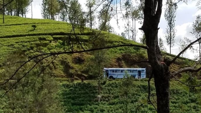 Bus on Tea Plantation