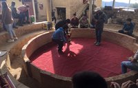 Cock fighting