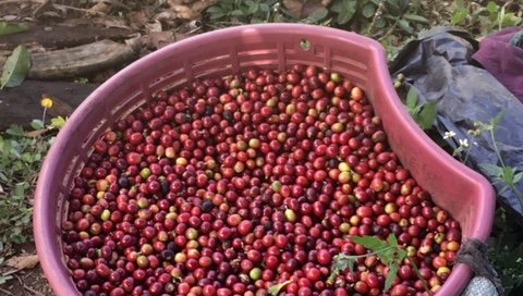 Coffee Article 4.jpg
