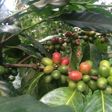 Ripening coffee cherries