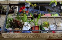 Corinne Brue Bloom where you're planted