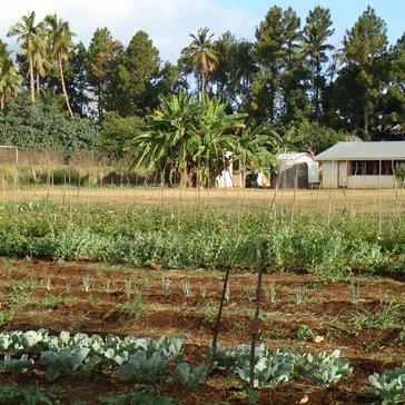Award-winning school garden at a Volunteer's school