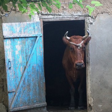 Animals of Moldova